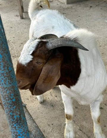 Boar goat