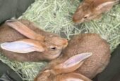 Flemish giant rabbit for sale