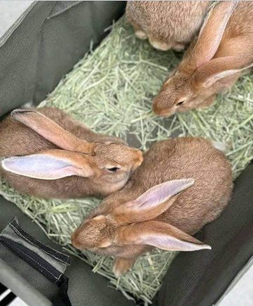 Flemish giant rabbit for sale